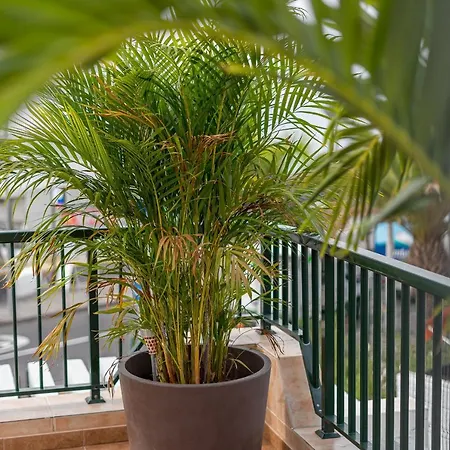 Bungamericas - Sea View Playa De Americas Appartement *